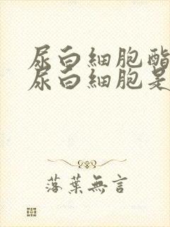 尿白细胞酯酶和尿白细胞是一个吗?