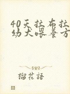 40天拉布拉多幼犬喂养方法