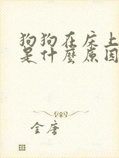 狗狗在床上拉尿是什么原因