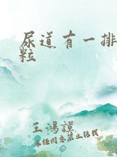 尿道有一排小肉粒