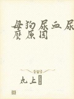 母狗尿血尿是什么原因