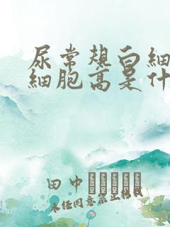 尿常规白细胞红细胞高是什么原因