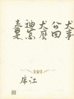 泰迪犬公犬尿血是怎么回事