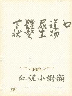 下体尿道口菜花状赘生物