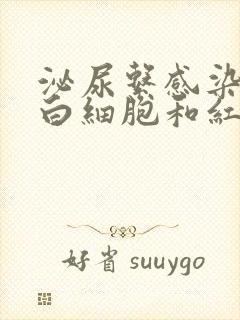 泌尿系感染尿中白细胞和红细胞