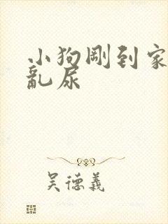 小狗刚到家乱拉乱尿