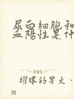 尿白细胞和尿隐血阳性是什么病