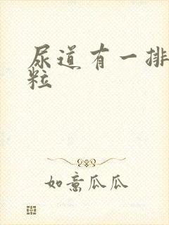 尿道有一排小肉粒