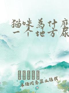 猫咪为什么总在一个地方尿