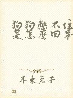 狗狗憋不住尿了是怎么回事