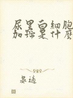 尿里白细胞3个加号是什么意思