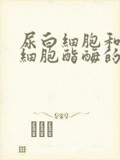 尿白细胞和尿白细胞酯酶的区别