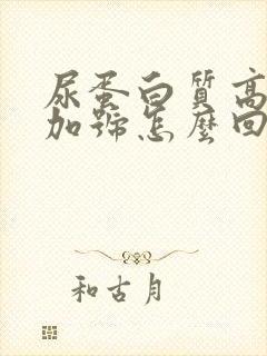 尿蛋白质高3个加号怎么回事