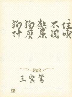 狗狗憋不住尿是什么原因吃什么药