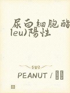 尿白细胞酯酶(leu)阳性