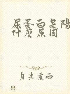 尿蛋白是阳性是什么原因