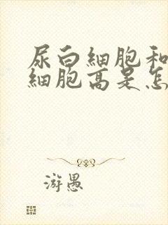 尿白细胞和尿红细胞高是怎么回事