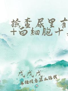 检查尿里有潜血+白细胞十是怎么回事