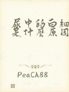 尿中的白细胞高是什么原因