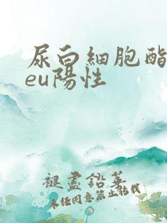 尿白细胞酯酶leu阳性