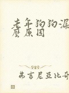 老年狗狗漏尿什么原因