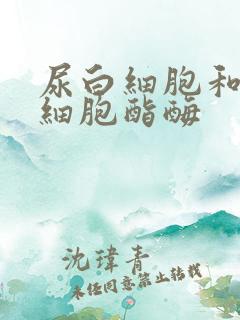 尿白细胞和尿白细胞酯酶