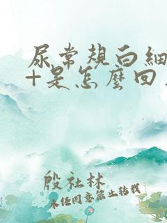 尿常规白细胞2+是怎么回事