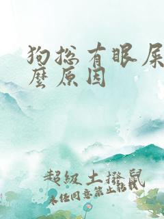 狗总有眼屎是什么原因