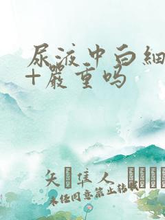 尿液中白细胞2+严重吗