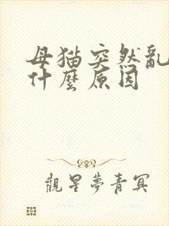 母猫突然乱尿是什么原因