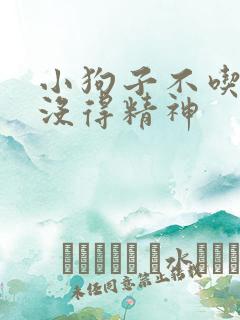 小狗子不吃东西没得精神