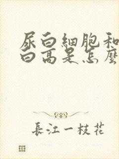 尿白细胞和尿蛋白高是怎么回事