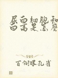 尿白细胞和尿蛋白高是怎么回事