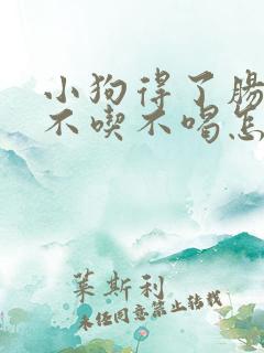 小狗得了肠胃炎不吃不喝怎么办