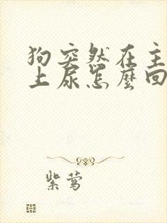 狗突然在主人床上尿怎么回事