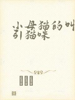 小母猫的叫声吸引猫咪