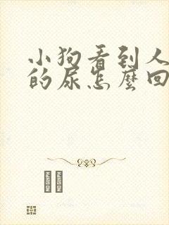 小狗看到人激动的尿怎么回事