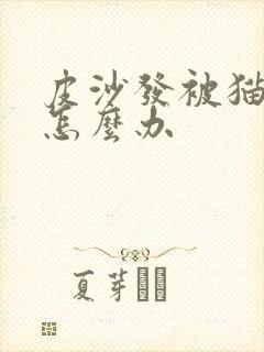 皮沙发被猫尿了怎么办