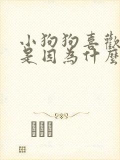 小狗狗喜欢舔人是因为什么