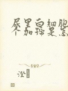 尿里白细胞有两个加号是怎么回事