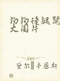 狗狗后腿关节肿大图片