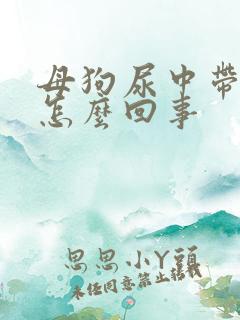 母狗尿中带血是怎么回事