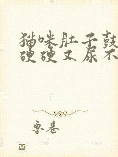 猫咪肚子鼓鼓的硬硬又尿不出怎么回事