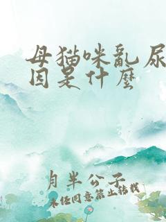 母猫咪乱尿的原因是什么