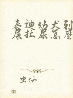 泰迪幼犬到处拉屎拉尿怎么训练