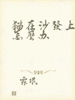 猫在沙发上尿了怎么办