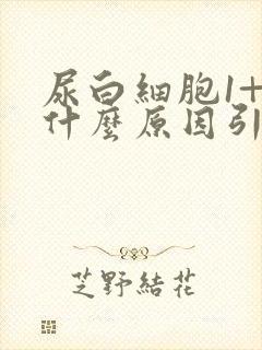 尿白细胞1+是什么原因引起的