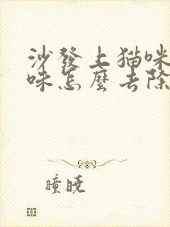 沙发上猫咪尿骚味怎么去除