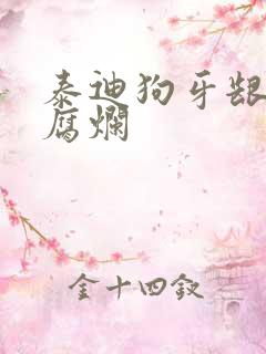 泰迪狗牙龈发炎腐烂