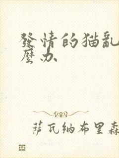 发情的猫乱尿怎么办